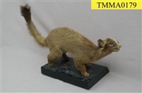 藏品(白鼻心)的圖片